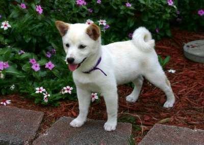 柴犬 狗 犬类 日本人 可爱的 动物 纯种 小狗 柴犬 柴犬