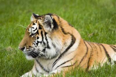 老虎 大猫 野生动物 猫科动物
