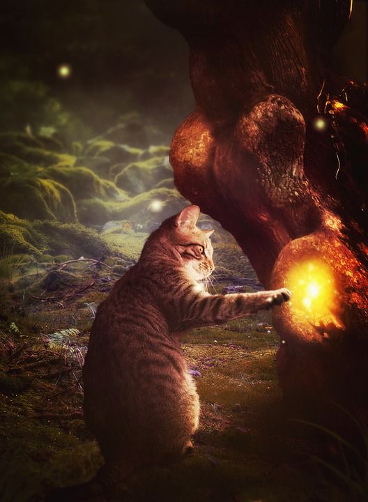 猫 森林 树 苔藓 好奇的 背景图片 幻想 魔术 神秘 发光