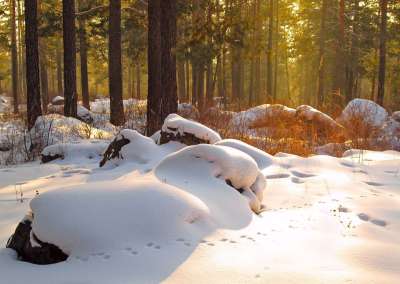 自然 冬季 雪 景观 树木 树 寒冷的 森林 雪堆 日落 山