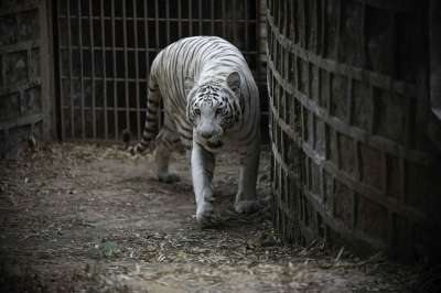 老虎 猫科动物 孟加拉虎 条纹 野生动物 荒野 动物 动物群