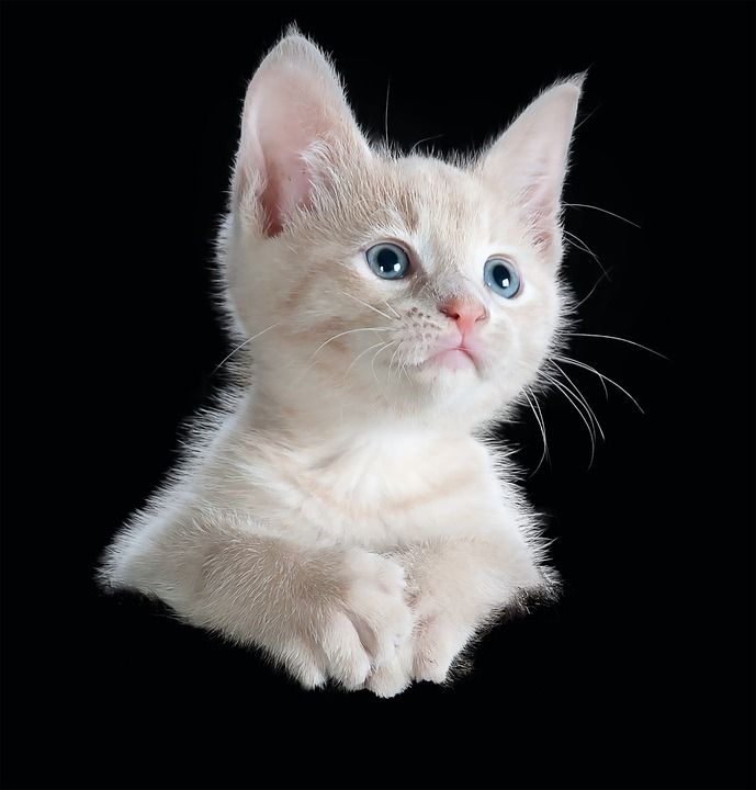 猫 小猫 孤立 家畜 动物 家猫 可爱的 野生动物 猫脸