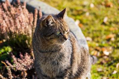 猫 动物 家畜 家猫 有条纹的 流浪 野生动物 阳光明媚