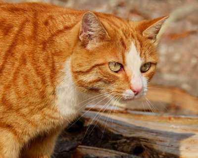 猫 鲭鱼 红虎斑 红猫 小猫 家猫 猫脸 Katzenkopf