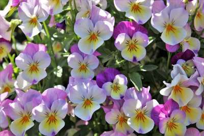 三色紫罗兰 多彩 春天 花园 盛开 特写 花园三色堇 折扣 植物