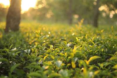 茶花园 有天赋的人 绿色 叶子 夏天 茶 花园 茶 茶 茶