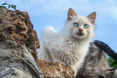 猫 眼睛 宠物 白色猫咪 猫的眼睛 毛茸茸的 白毛 肖像