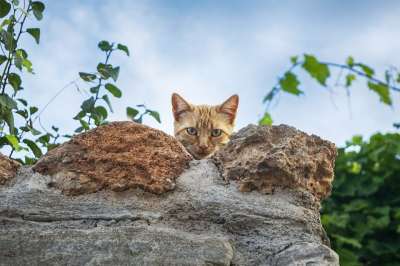 猫 好奇的 吉祥物 动物 小猫咪 注意力 猫科动物