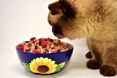 英国短毛猫 猫 家畜 英国 短发 家猫 纯种 野生动物 品种猫