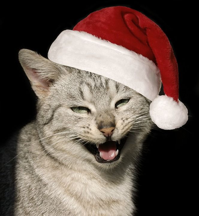 那只猫 猫似的 帽子 圣诞节 有趣的