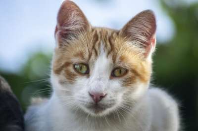 猫 动物 宠物 眼睛 小猫咪