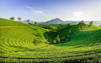 爬坡道 绿色 自然 山 山茶树 长期的粮食 越南 茶 茶 茶