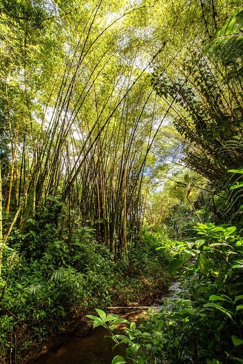 夏威夷 棕榈树 叶子 热带 自然 棕榈 天堂 景观 路 桥