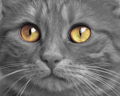 猫 小猫 眼睛 宠物 可爱的 毛茸茸的 毛皮 动物 灰色的