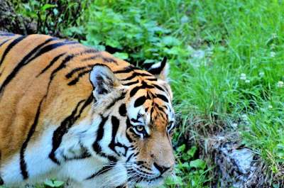 老虎 大猫 捕食者 蒂尔加滕 动物园