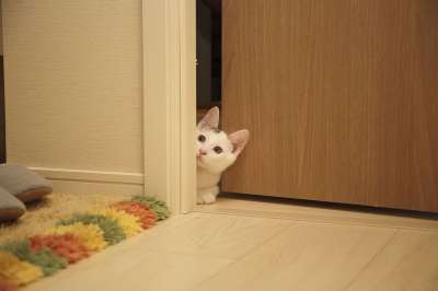 猫 动物 小猫 可爱的 眼睛 胡须 窥视 门 棕色猫 棕色门