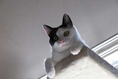 猫咪 小猫 宠物 动物 日本猫 猫眼 猫脸 老虎 杂交种
