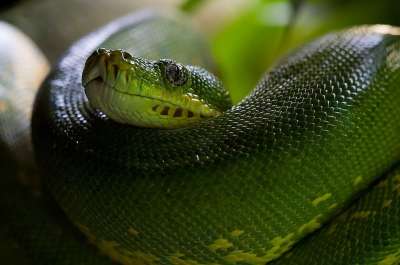 绿树蟒 线 Python 绿毛蕊花 动物 绿色 有毒 动物园