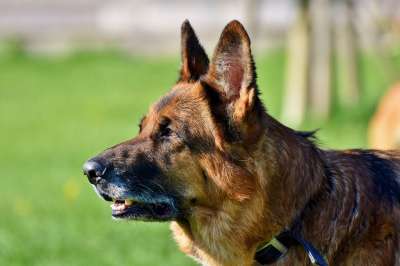 牧羊犬 德国牧羊犬 鼻子 老德国牧羊犬 看门狗 家畜 动物肖像