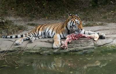 老虎 动物 捕食者 大猫 条 野生动物 自然 动物园