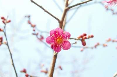 红梅 梅花 春天的花朵 春天 粉红色的花 四月 大韩民国 樱花盛开