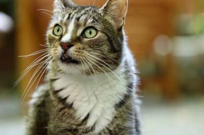 猫 宿醉 鲭鱼 家畜 家猫 猫脸 猫眼 晶须 看法 猫肖像