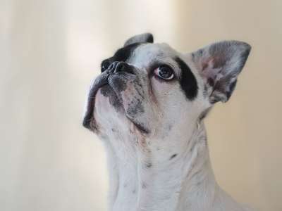狗 法国斗牛犬 动物