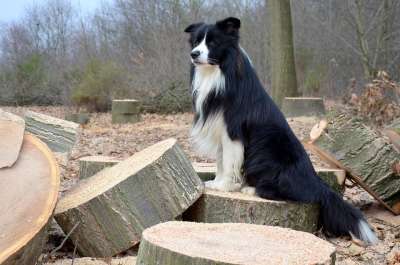 狗 牧羊犬 边境牧羊犬 英国牧羊犬 纯种狗