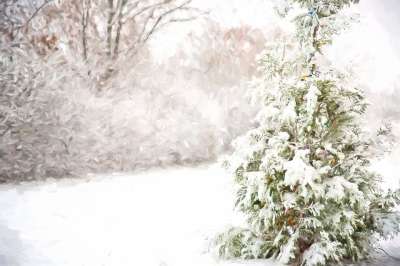 松树 雪 下雪的 冬天 寒冷的 圣诞节 森林 暴风雪 常绿