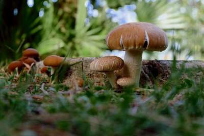 蘑菇 棕色的 白色的 森林地面 树桩 南