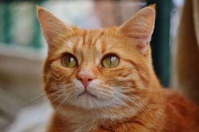 猫 宿醉 红色的 可爱的 鲭鱼 老虎 舒适 动物 家猫 毛皮
