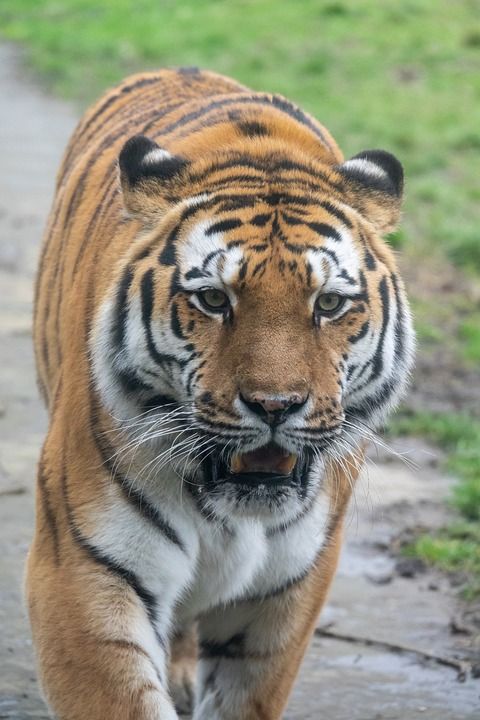 老虎 积极进取 威胁 捕食者 大猫 危险