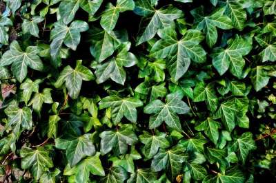 常春藤 植物 藤蔓 爬行者 叶子 树叶 攀登 登山者 自然