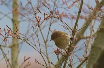 Chiffchaff 鸟 枝杈 坐 羽扇豆 莺 鸣鸟 小鸟 动物