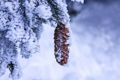 松塔 枝杈 霜 冰 雪 冻结 寒冷的 Eiskristalle