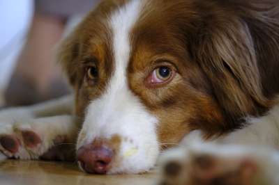 狗 澳大利亚牧羊犬 家畜 捕食者 农场动物 哺乳动物