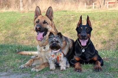 杜宾 约克夏犬 德国牧羊犬 狗 可爱 爱