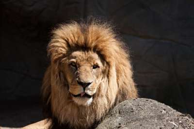 狮子 捕食者 大猫 男性 哈根贝克动物园