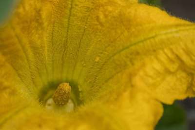 南瓜花 开花 黄花 花园 自然 蔬菜 南瓜 特写 植物群 落下
