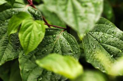 树叶 叶子 露滴 雨滴 水滴 自然 水 植物 特写