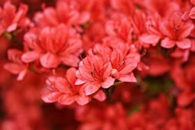 杜鹃花 花朵 花瓣 红色花瓣 盛开 开花 植物群 植物 花园