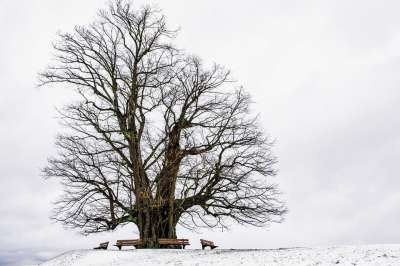 冬天 树 长凳 这棵老树 分行 树枝 光秃秃的树 雪 下雪的