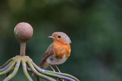 知更鸟 鸟 Erithacus Rubecula 旧世界飞行捕手 鹟科