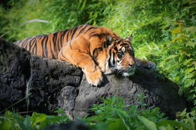 老虎 动物 动物园 哺乳动物 大猫 野生动物 捕食者 荒野