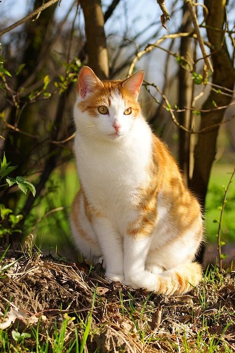 猫 女性 春天 猫脸 可爱的 家猫 动物 家畜 肖像