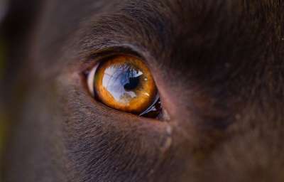 狗 眼睛 橙色的 拉布拉多犬 哺乳动物 野生动物 肖像 动物