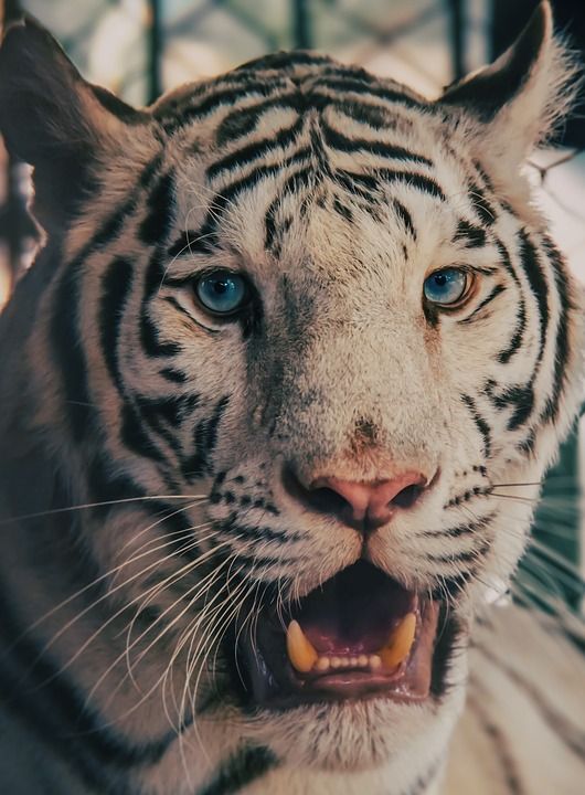 老虎 白色的老虎 野生动物 猫科动物 野生猫 动物