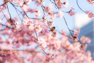 高清壁纸 樱花 花朵 鸟 麻雀 坐 枝杈 粉红色的花朵 春天