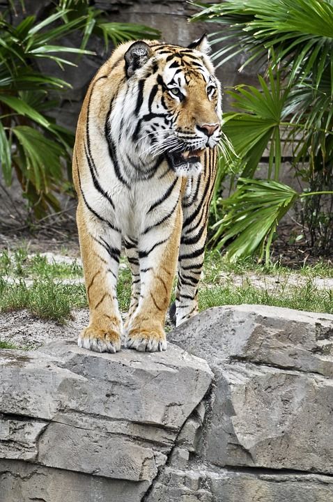 老虎 二 野生动物 野猫 动物