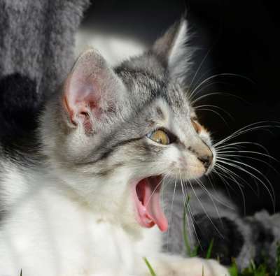 猫 尖叫声 打哈欠 动物福利 小猫 可爱的 笑 取笑 吓唬